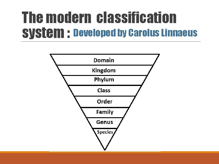 The modern classification system : Developed by Carolus Linnaeus 