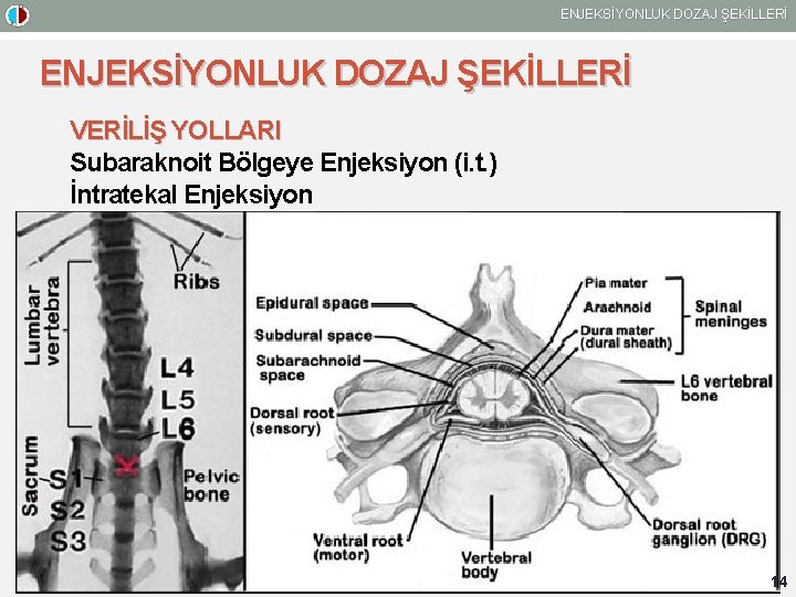 ENJEKSİYONLUK DOZAJ ŞEKİLLERİ VERİLİŞ YOLLARI Subaraknoit Bölgeye Enjeksiyon (i. t. ) İntratekal Enjeksiyon 14