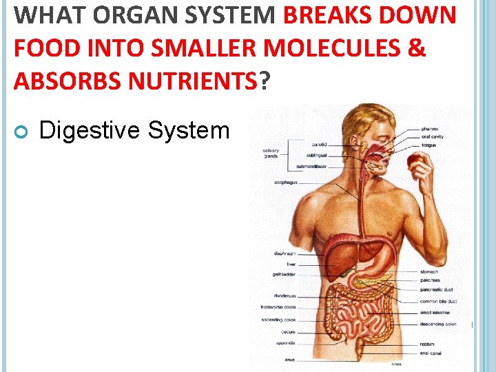 WHAT ORGAN SYSTEM BREAKS DOWN FOOD INTO SMALLER MOLECULES & ABSORBS NUTRIENTS? Digestive System