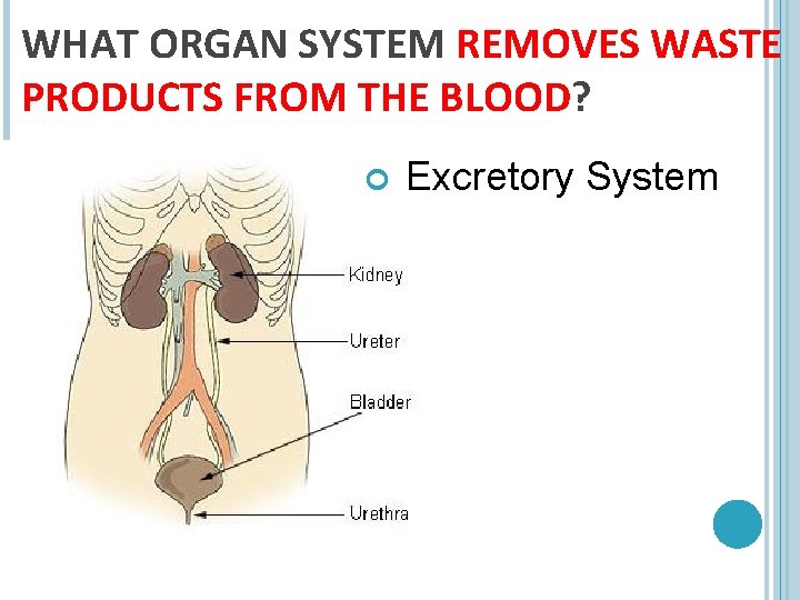 WHAT ORGAN SYSTEM REMOVES WASTE PRODUCTS FROM THE BLOOD? Excretory System 