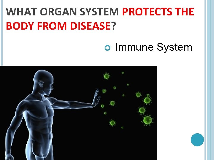 WHAT ORGAN SYSTEM PROTECTS THE BODY FROM DISEASE? Immune System 