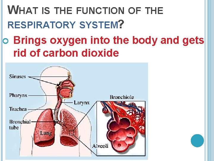 WHAT IS THE FUNCTION OF THE RESPIRATORY SYSTEM? Brings oxygen into the body and