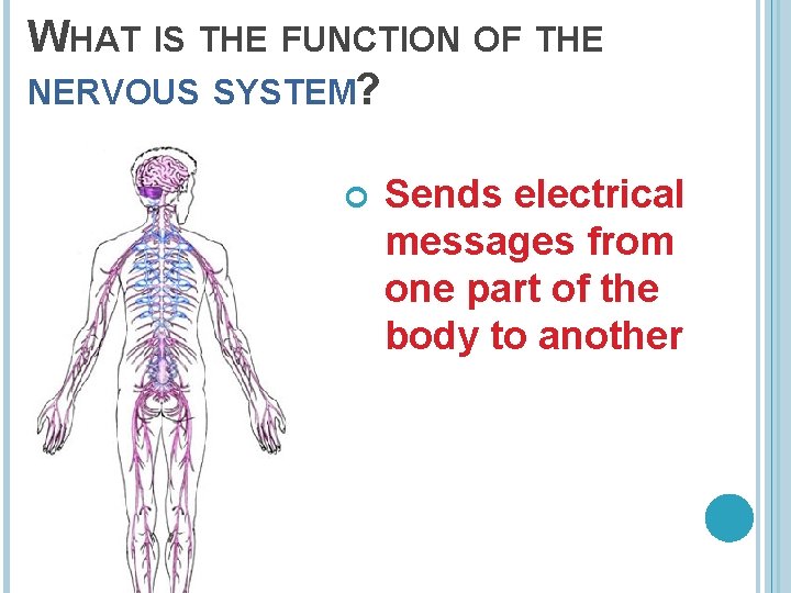 WHAT IS THE FUNCTION OF THE NERVOUS SYSTEM? Sends electrical messages from one part