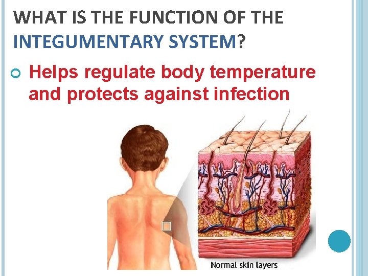 WHAT IS THE FUNCTION OF THE INTEGUMENTARY SYSTEM? Helps regulate body temperature and protects