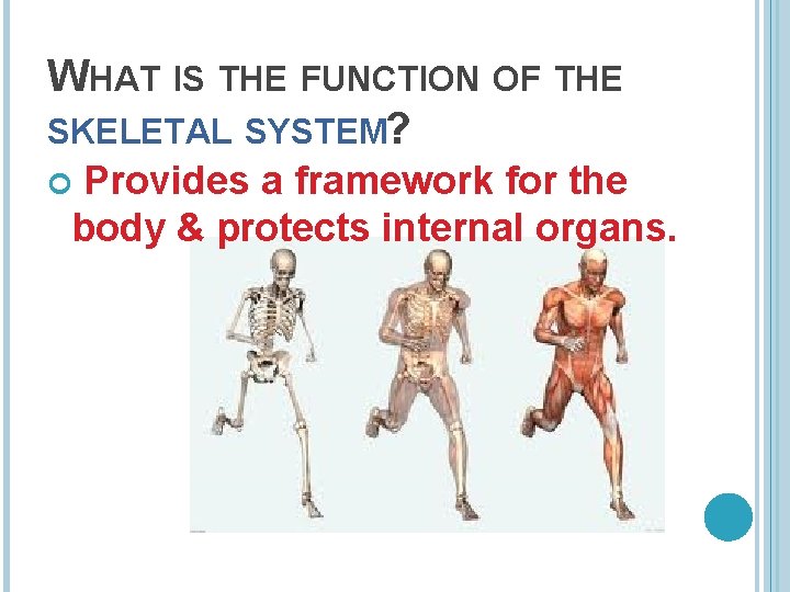 WHAT IS THE FUNCTION OF THE SKELETAL SYSTEM? Provides a framework for the body