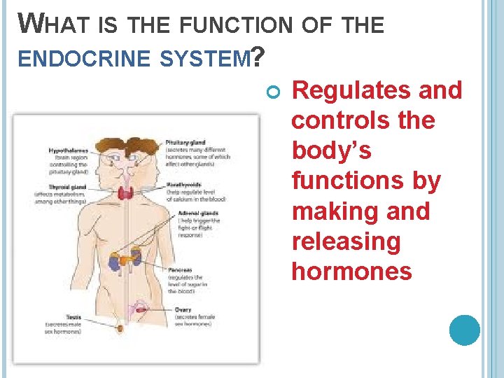 WHAT IS THE FUNCTION OF THE ENDOCRINE SYSTEM? Regulates and controls the body’s functions