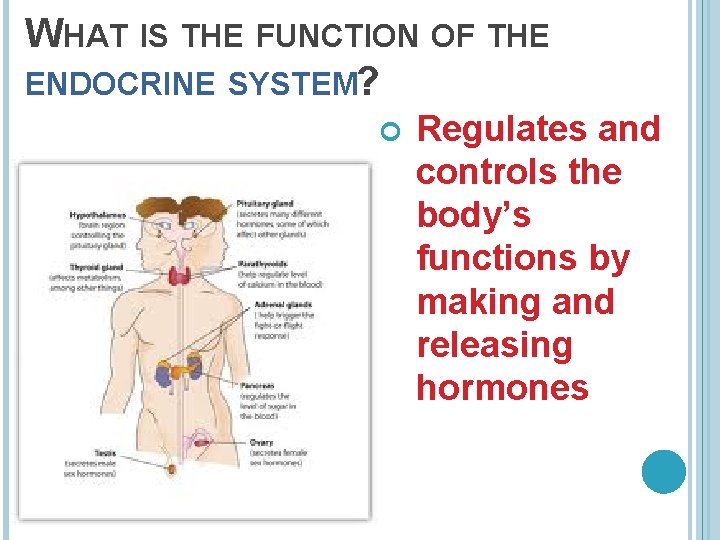 WHAT IS THE FUNCTION OF THE ENDOCRINE SYSTEM? Regulates and controls the body’s functions