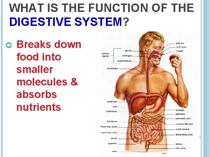 WHAT IS THE FUNCTION OF THE DIGESTIVE SYSTEM? Breaks down food into smaller molecules