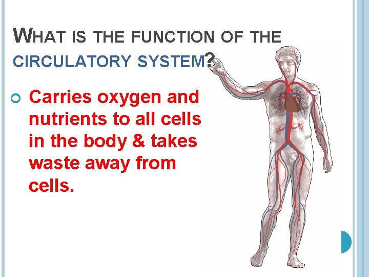 WHAT IS THE FUNCTION OF THE CIRCULATORY SYSTEM? Carries oxygen and nutrients to all