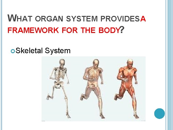 WHAT ORGAN SYSTEM PROVIDES A FRAMEWORK FOR THE BODY? Skeletal System 