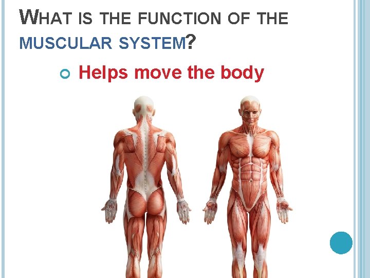 WHAT IS THE FUNCTION OF THE MUSCULAR SYSTEM? Helps move the body 