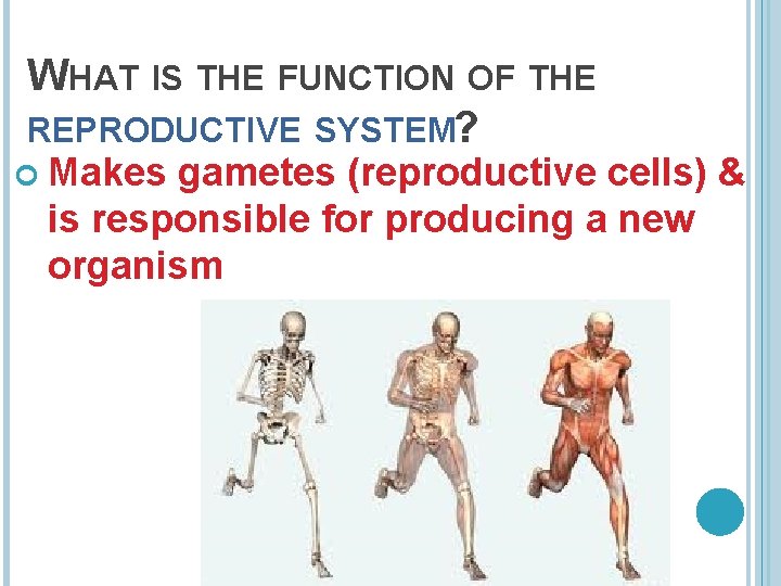 WHAT IS THE FUNCTION OF THE REPRODUCTIVE SYSTEM? Makes gametes (reproductive cells) & is
