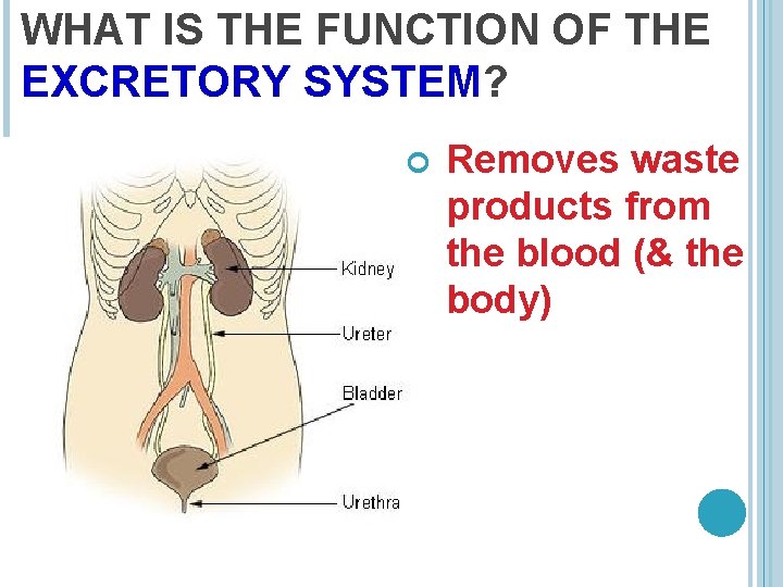 WHAT IS THE FUNCTION OF THE EXCRETORY SYSTEM? Removes waste products from the blood