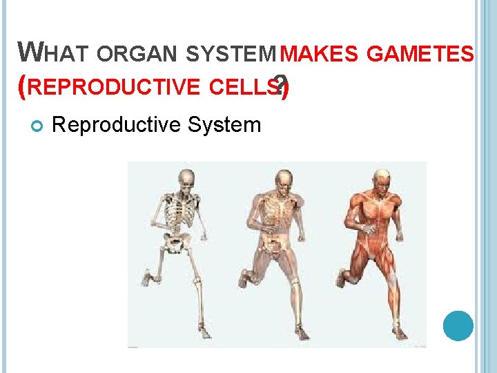 WHAT ORGAN SYSTEM MAKES GAMETES (REPRODUCTIVE CELLS? ) Reproductive System 
