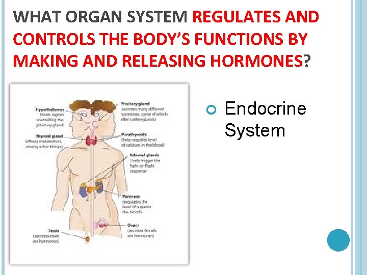 WHAT ORGAN SYSTEM REGULATES AND CONTROLS THE BODY’S FUNCTIONS BY MAKING AND RELEASING HORMONES?