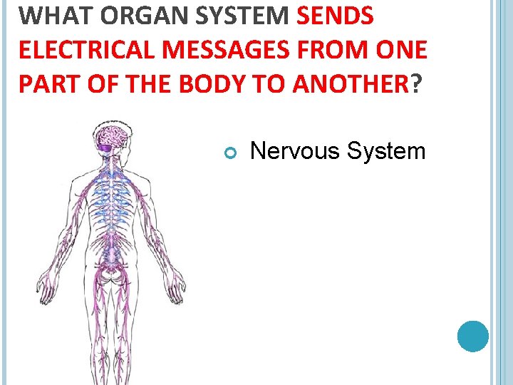 WHAT ORGAN SYSTEM SENDS ELECTRICAL MESSAGES FROM ONE PART OF THE BODY TO ANOTHER?