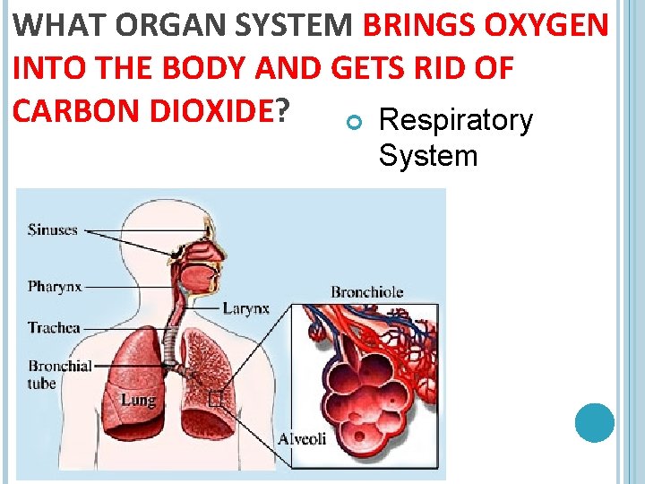 WHAT ORGAN SYSTEM BRINGS OXYGEN INTO THE BODY AND GETS RID OF CARBON DIOXIDE?