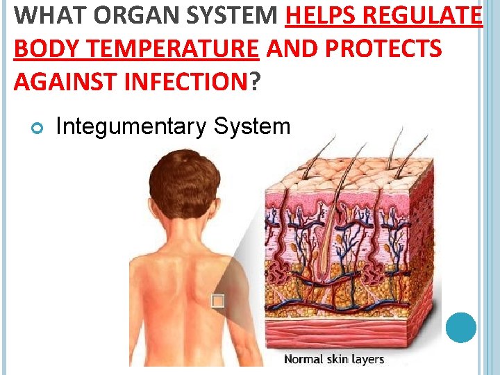 WHAT ORGAN SYSTEM HELPS REGULATE BODY TEMPERATURE AND PROTECTS AGAINST INFECTION? Integumentary System 