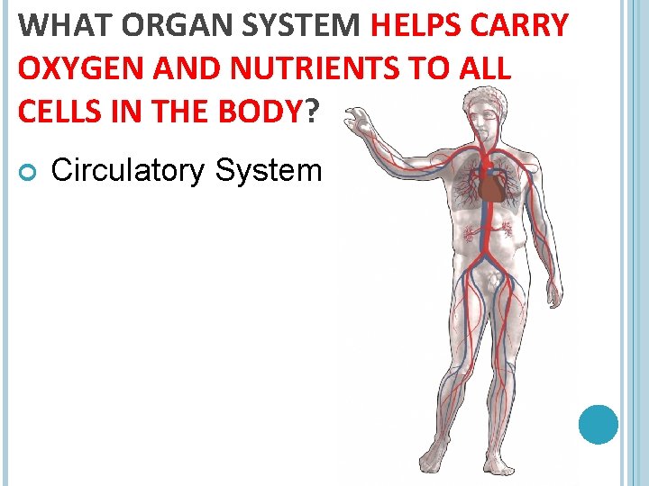 WHAT ORGAN SYSTEM HELPS CARRY OXYGEN AND NUTRIENTS TO ALL CELLS IN THE BODY?