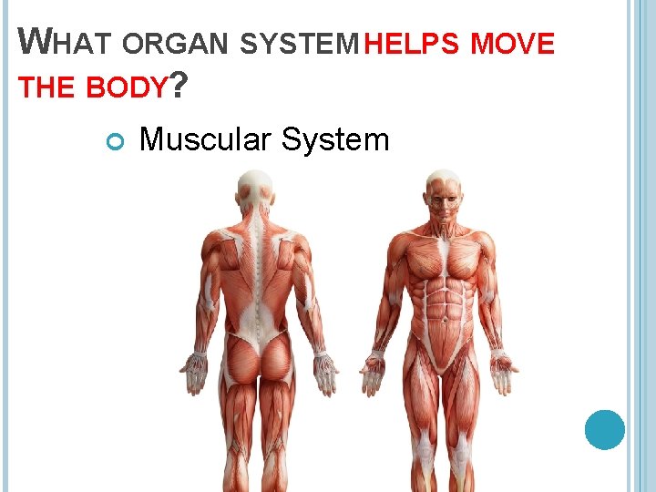 WHAT ORGAN SYSTEM HELPS MOVE THE BODY? Muscular System 