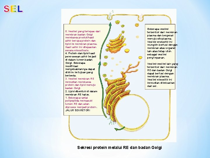 5. Vesikel yang terlepas dari membran badan Golgi membawa produk/hasil akhir berupa protein dan