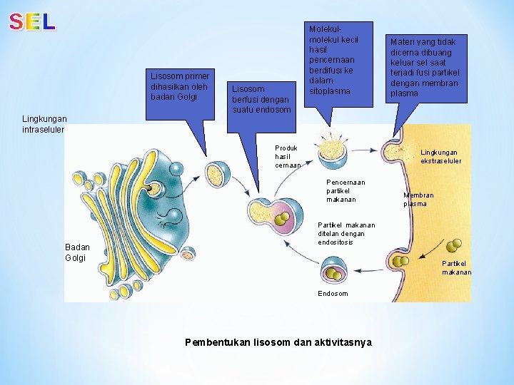 Lisosom primer dihasilkan oleh badan Golgi Lingkungan intraseluler Lisosom berfusi dengan suatu endosom Molekulmolekul