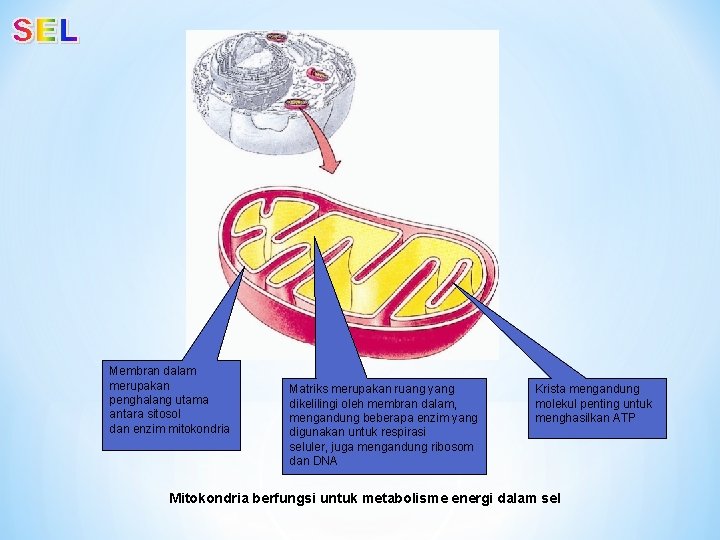 Membran dalam merupakan penghalang utama antara sitosol dan enzim mitokondria Matriks merupakan ruang yang