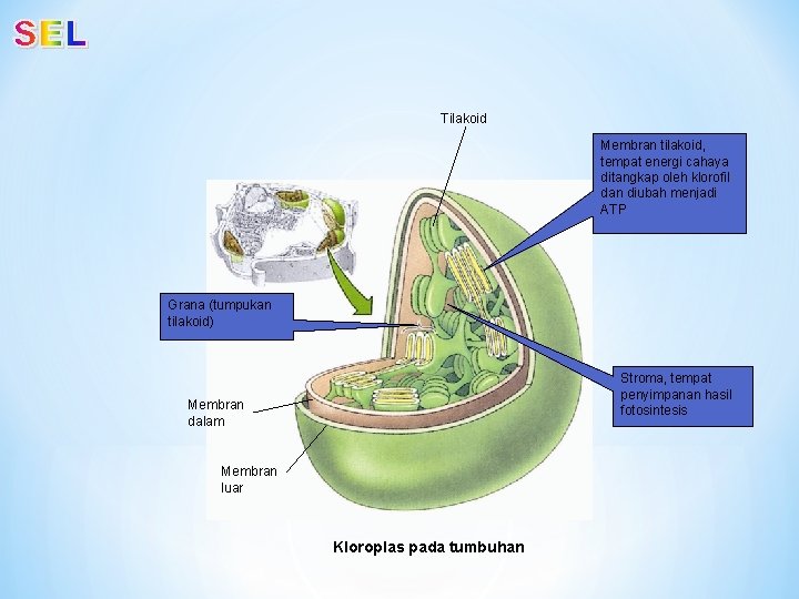 Tilakoid Membran tilakoid, tempat energi cahaya ditangkap oleh klorofil dan diubah menjadi ATP Grana