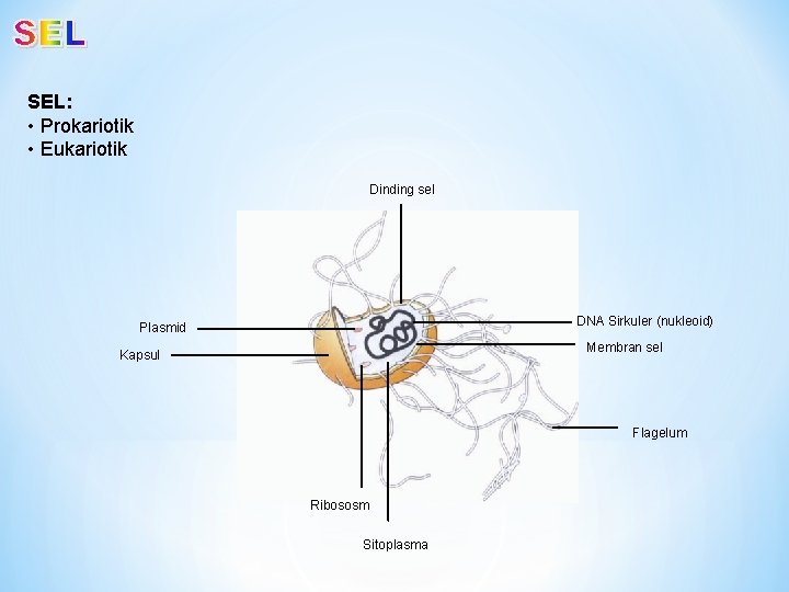 SEL: • Prokariotik • Eukariotik Dinding sel DNA Sirkuler (nukleoid) Plasmid Membran sel Kapsul