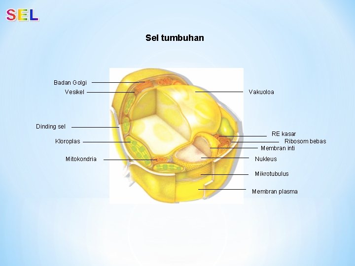 Sel tumbuhan Badan Golgi Vesikel Vakuoloa Dinding sel Kloroplas Mitokondria RE kasar Ribosom bebas