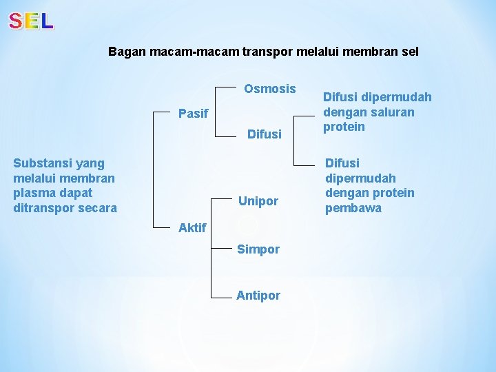 Bagan macam-macam transpor melalui membran sel Osmosis Pasif Difusi Substansi yang melalui membran plasma