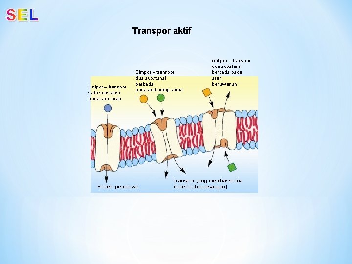 Transpor aktif Unipor – transpor satu substansi pada satu arah Simpor – transpor dua