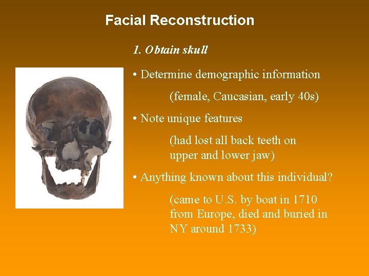 Facial Reconstruction 1. Obtain skull • Determine demographic information (female, Caucasian, early 40 s)
