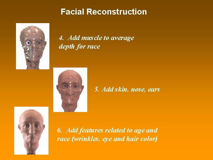 Facial Reconstruction 4. Add muscle to average depth for race 5. Add skin, nose,