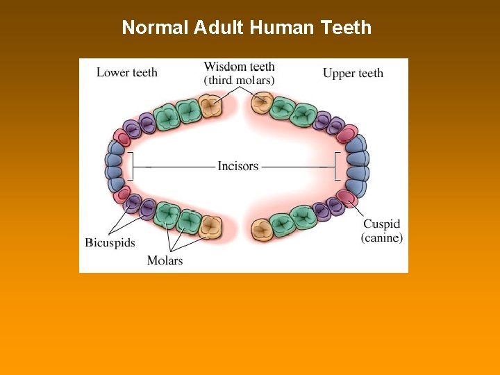 Normal Adult Human Teeth 