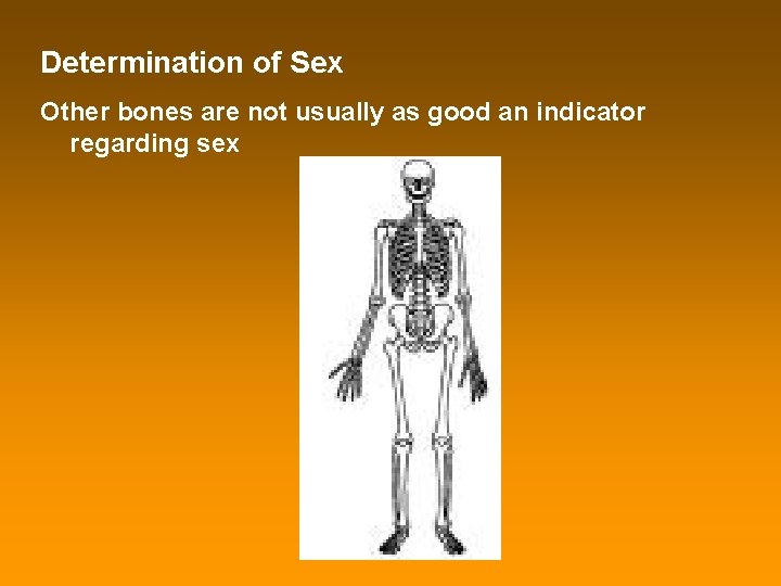 Determination of Sex Other bones are not usually as good an indicator regarding sex