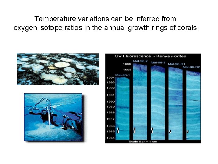 Temperature variations can be inferred from oxygen isotope ratios in the annual growth rings