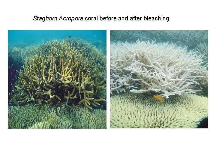 Staghorn Acropora coral before and after bleaching 