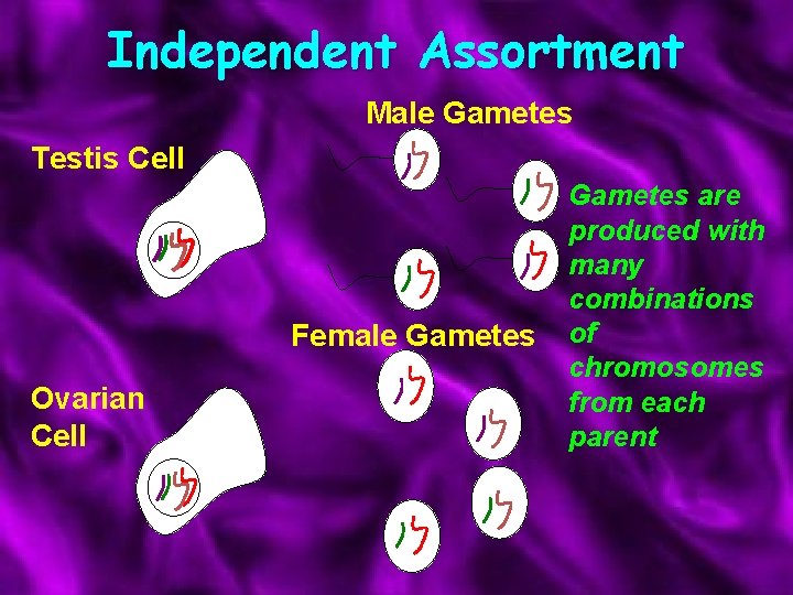 Independent Assortment Male Gametes Testis Cell Female Gametes Ovarian Cell Gametes are produced with