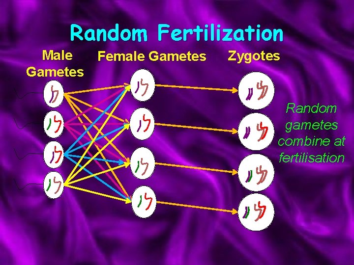 Random Fertilization Male Female Gametes Zygotes Random gametes combine at fertilisation 