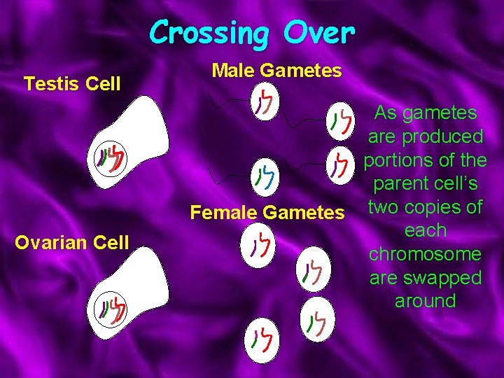 Crossing Over Testis Cell Ovarian Cell Male Gametes As gametes are produced portions of