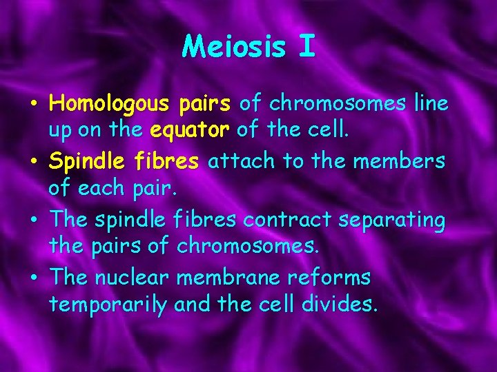 Meiosis I • Homologous pairs of chromosomes line up on the equator of the