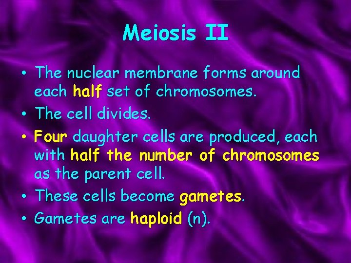 Meiosis II • The nuclear membrane forms around each half set of chromosomes. •