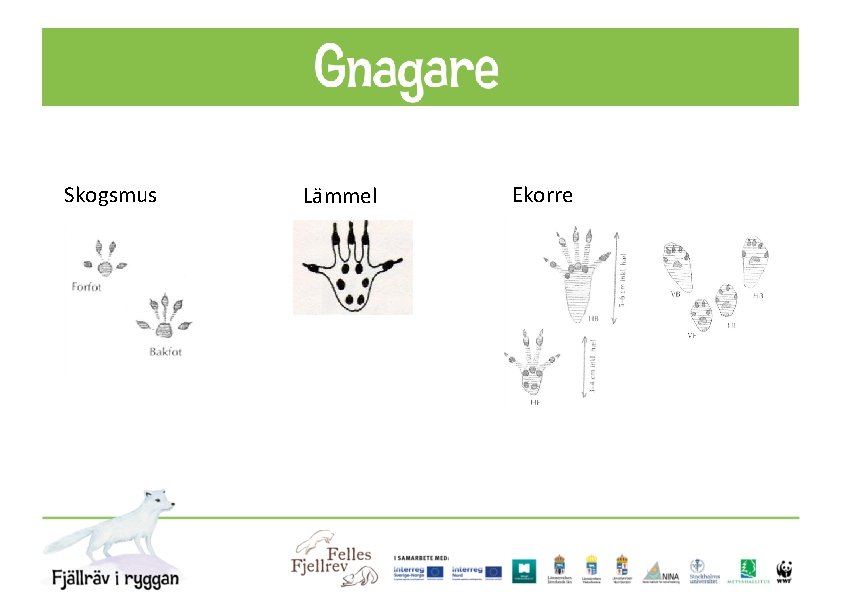 Skogsmus Lämmel Ekorre 
