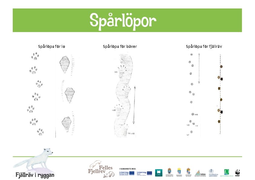 Spårlöpa för lo Spårlöpa för bäver Spårlöpa för fjällräv 