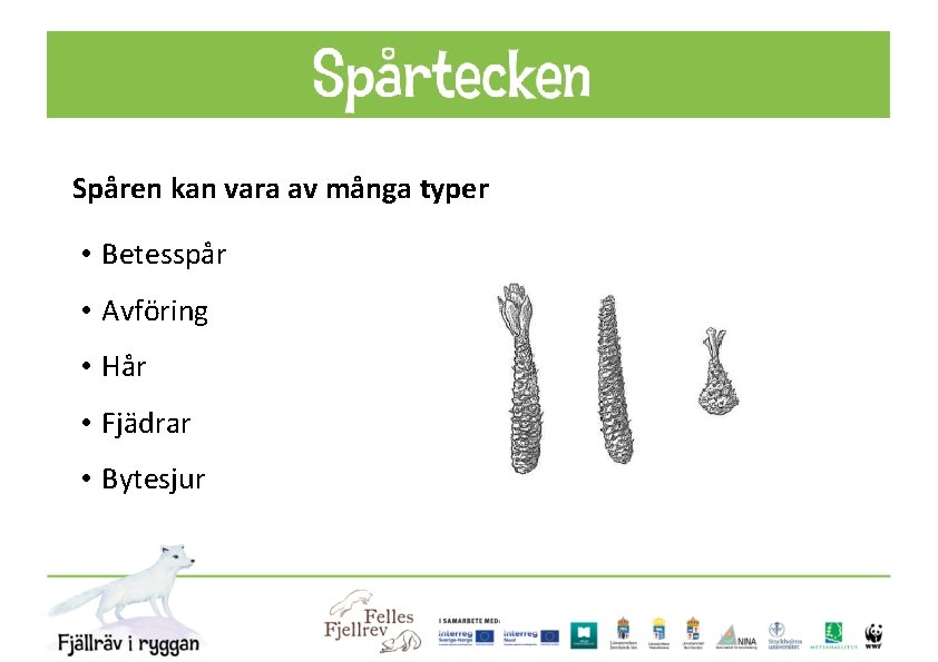 Spåren kan vara av många typer • Betesspår • Avföring • Hår • Fjädrar
