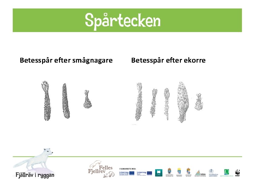 Betesspår efter smågnagare Betesspår efter ekorre 