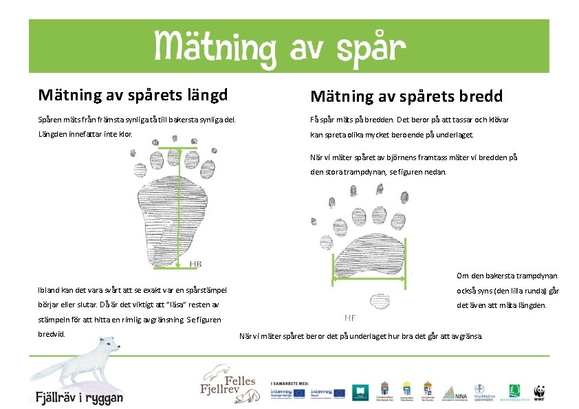 Mätning av spårets längd Mätning av spårets bredd Spåren mäts från främsta synliga tå