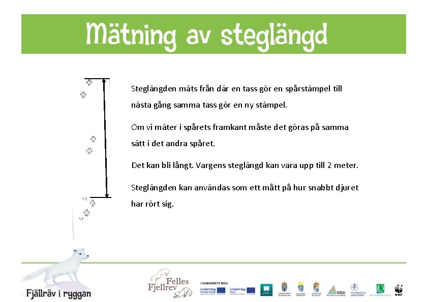 Steglängden mäts från där en tass gör en spårstämpel till nästa gång samma tass