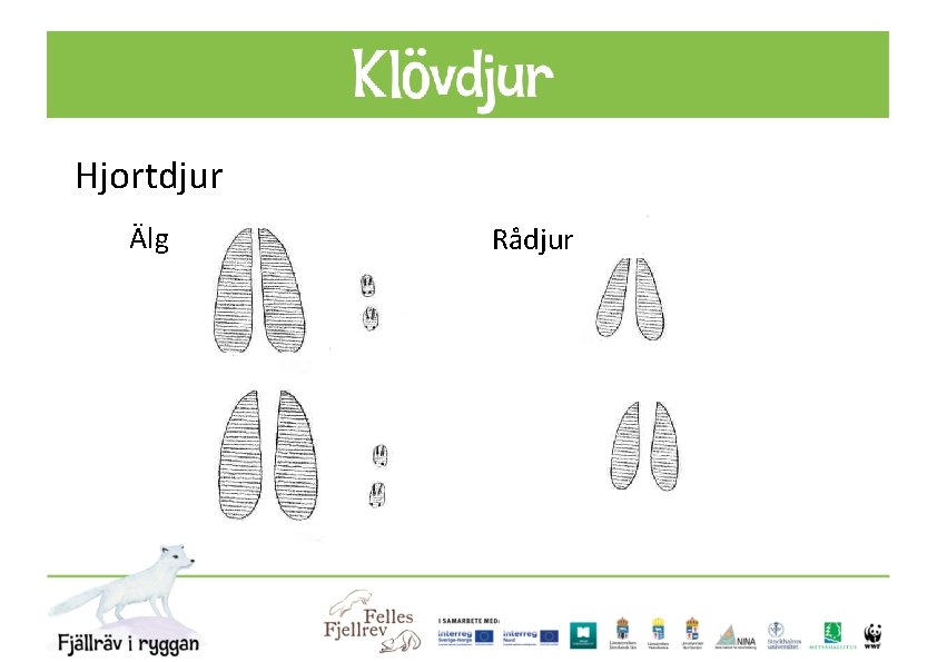 Rådjur 4– 5, 5 cm. Älg 12– 16 cm. Hjortdjur 